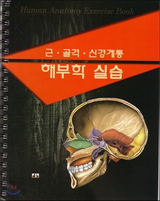 근 골격 신경계통 해부학실습