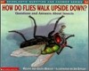 [Scholastic Q&A] How Do Flies Walk Upside Down? : Questions and Answers About Insects