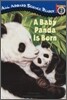 A Baby Panda Is Born