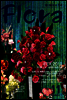 월간 FLORA 2011년 11월호