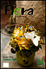 월간 FLORA 2009년 4월호
