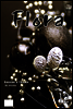 월간 FLORA 2008년 12월호