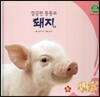 호기심 오감 자연관찰 14 깔끔한 뚱뚱보 돼지 (땅에 사는 동물)