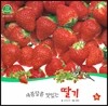 호기심 오감 자연관찰 49 새콤달콤 맛있는 딸기 (열매와 채소)