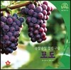 호기심 오감 자연관찰 54 송알송알 열린 구슬 포도 (열매와 채소)