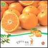 호기심 오감 자연관찰 57 알갱이가 톡톡 귤 (열매와 채소)