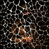 Samiyam - Animals Have Feelings (LP+Download Card)