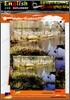 English Explorers Social Studies Level 2-06 : The Southeast Region (Book+CD+Workbook)