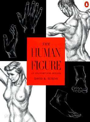 The Human Figure: An Anatomy for Artists