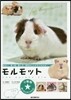 モルモット