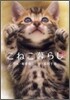 こねこ暮らし
