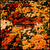 Brendan Canning - Home Wrecking Years (LP)