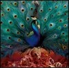 Opeth (오페스) - Sorceress [Deluxe Edition]