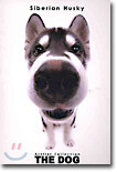 Siberian Husky(시베리안 허스키)
