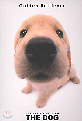 Golden Retriever(골든 리트리버)
