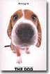 Beagle(비글)