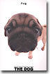 Pug(퍼그)
