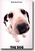 Dalmatian(달마티안)