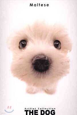 Maltese(몰티즈)