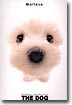 Maltese(몰티즈)