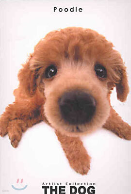 Poodle(푸들)