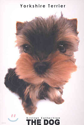 Yorkshire Terrier(요크셔 테리어)