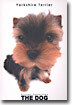 Yorkshire Terrier(요크셔 테리어)