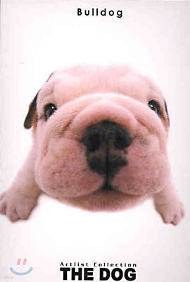 Bulldog(불독)