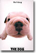 Bulldog(불독)