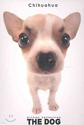 Chihuahua(치와와)