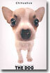 Chihuahua(치와와)
