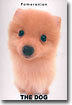 Pomeranian(포메라니안)