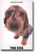 Dachshund(닥스훈트)