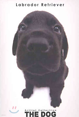 Labrador Retriever(레브라도 리트리버)