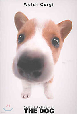 Welsh Corgi(웰시 코기)