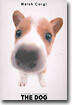 Welsh Corgi(웰시 코기)