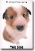 Shetland Sheepdog(셰틀랜드 시프도그)