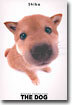 Shiba(시바)