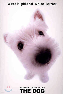 West higland White Terrier(웨스트 하일랜드 화이트 테리어)
