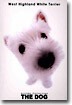 West higland White Terrier(웨스트 하일랜드 화이트 테리어)