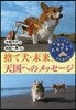 捨て犬.未來,天國へのメッセ-ジ