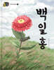 백일홍