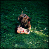 Joyce Manor - Cody (MP3 Download)(LP)