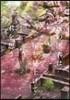 最後の醫者は櫻を見上げて君を想う