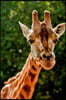 Giraffe Journal
