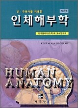 인체해부학