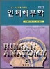 인체해부학