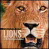 Face to Face with Lions