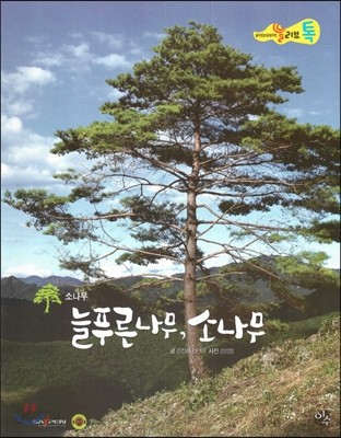 올리브톡 살아있는 감성자연 57 늘푸른나무, 소나무 (식물-소나무) 