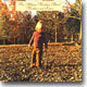 Allman Brothers Band - Brothers And Sisters